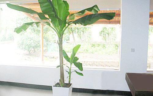 家庭盆栽花木介壳虫的防治