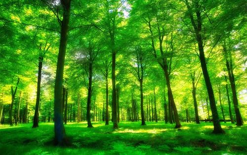 树木长得越快寿命就越短 新研究提出地球森林碳汇或需重估