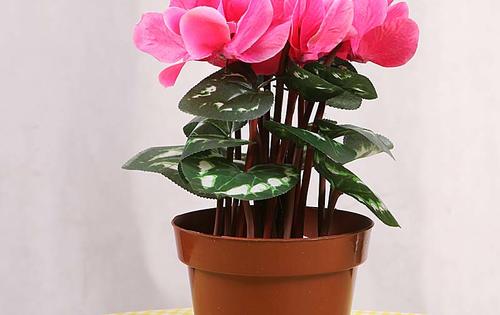 从盆栽读出你的恋爱心情