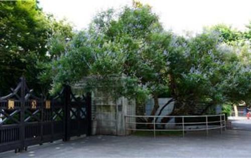 复兴公园百年黄荆花满枝头盛装迎夏