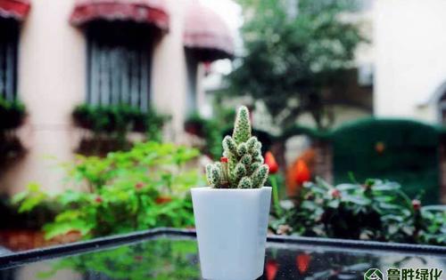 苏式盆景，如何长成美丽新产业？