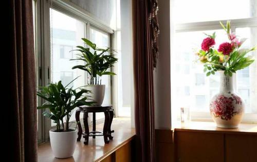 室内盆栽的好处是什么？